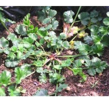 

Terbaru! Purwoceng-Original Serbuk 500 gram Pimpinella pruatjan Powder | Bubuk Purwaceng | Antanan Gunung ホン
