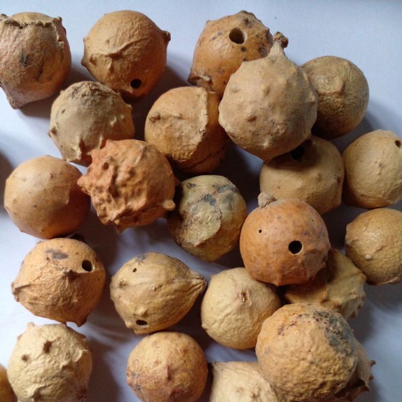 

manjakani 100g