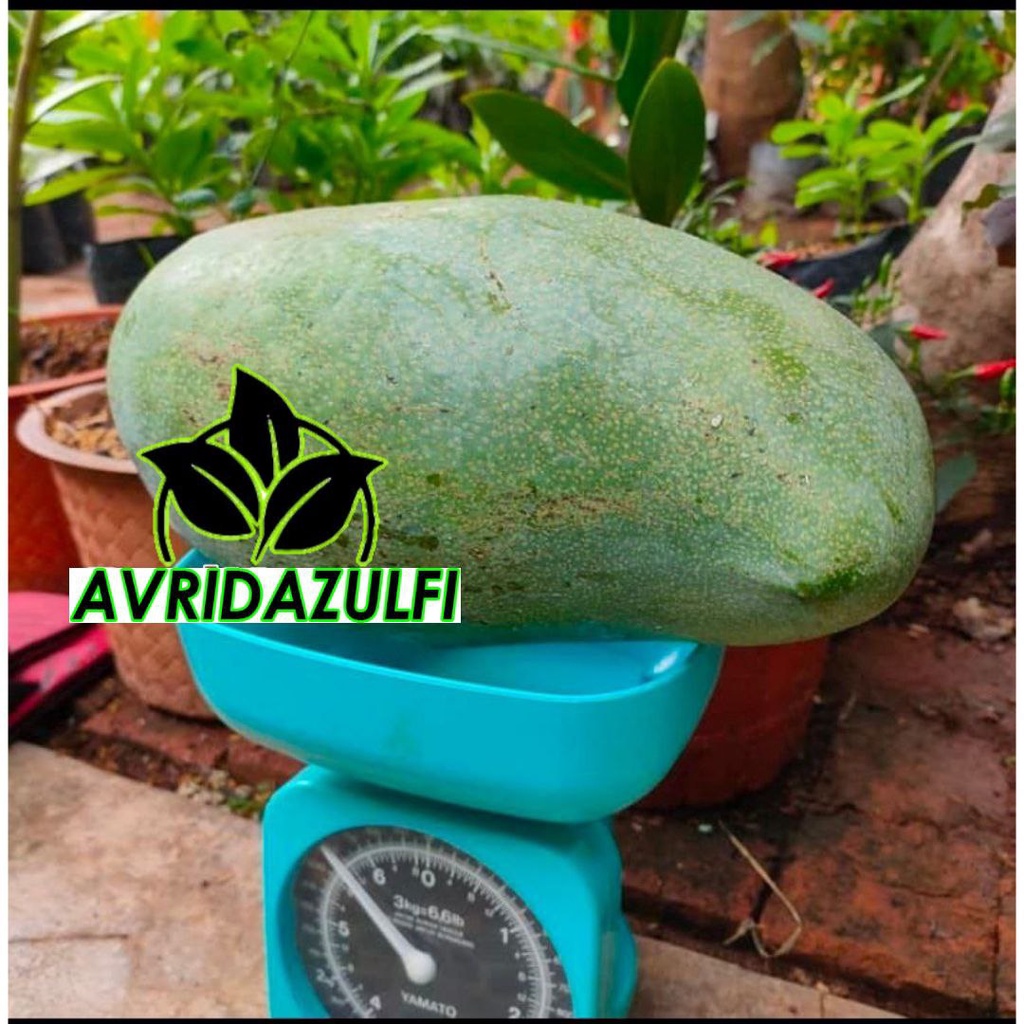 Bibit Mangga Mahatir pohon mangga jumbo siap berbuah