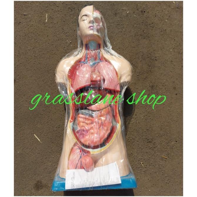 Phantom/Manekin/Manikin Organ Tubuh Manusia Torso Pria