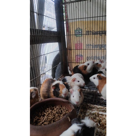 Guinea pig atau marmut Surabaya