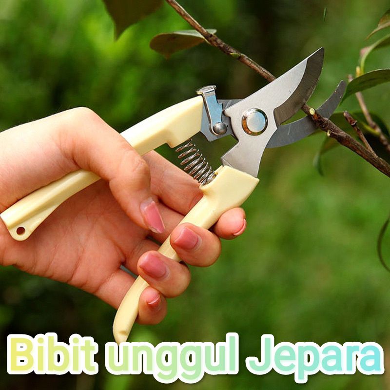 GUNTING BONSAI DAHAN RANTING PRUNING