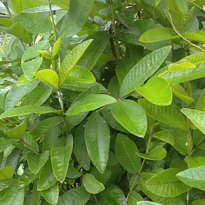Pucuk Daun Jambu Biji segar~Daun Jambu biji