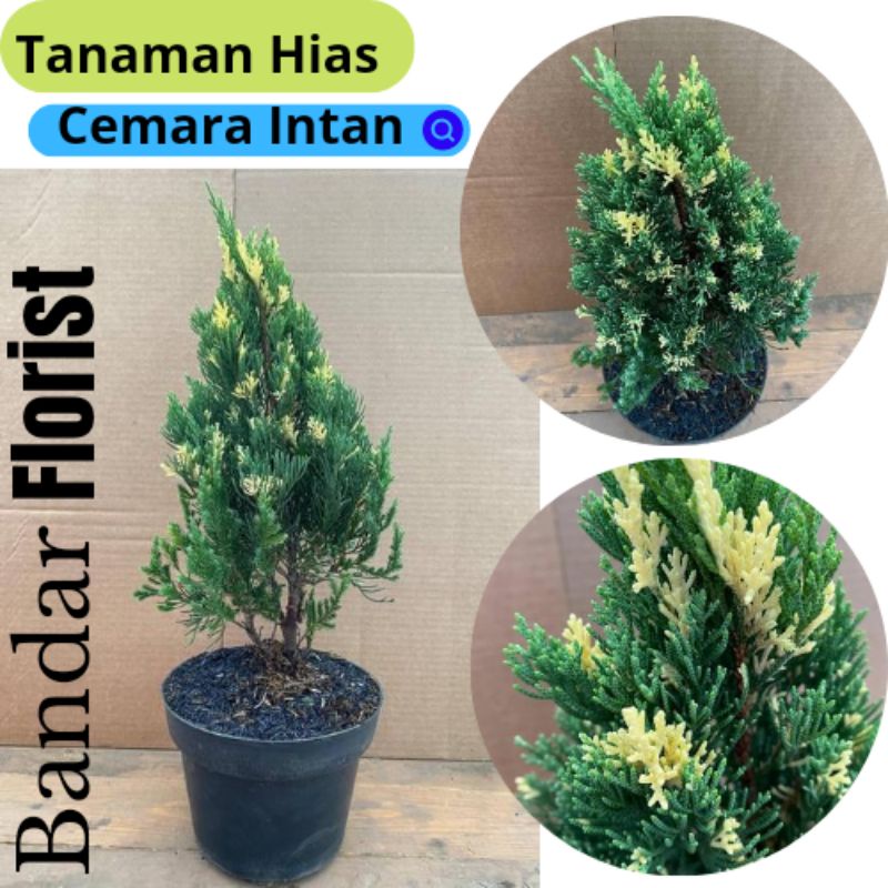 Tanaman Hias Cemara Intan Asli / Cemara Intan /Tanaman Cemara Intan