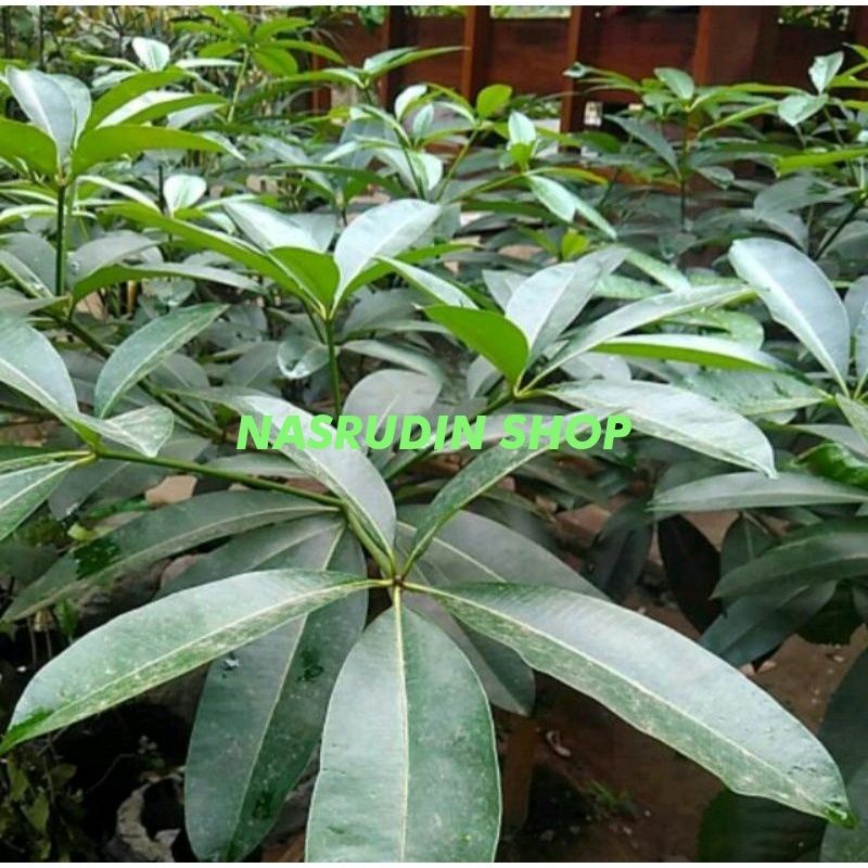 

DAUN PULE SEGAR 1KG / DAUN LAME SEGAR LANGSUNG PETIK