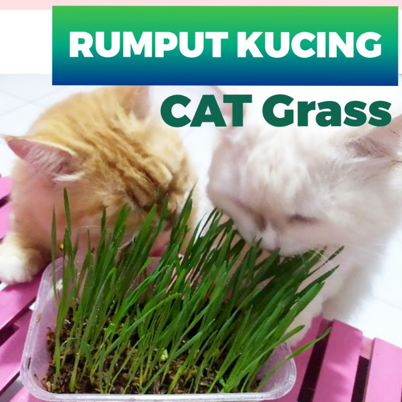 Rumput kucing , cat grass, benihnya saja (2bungkus)