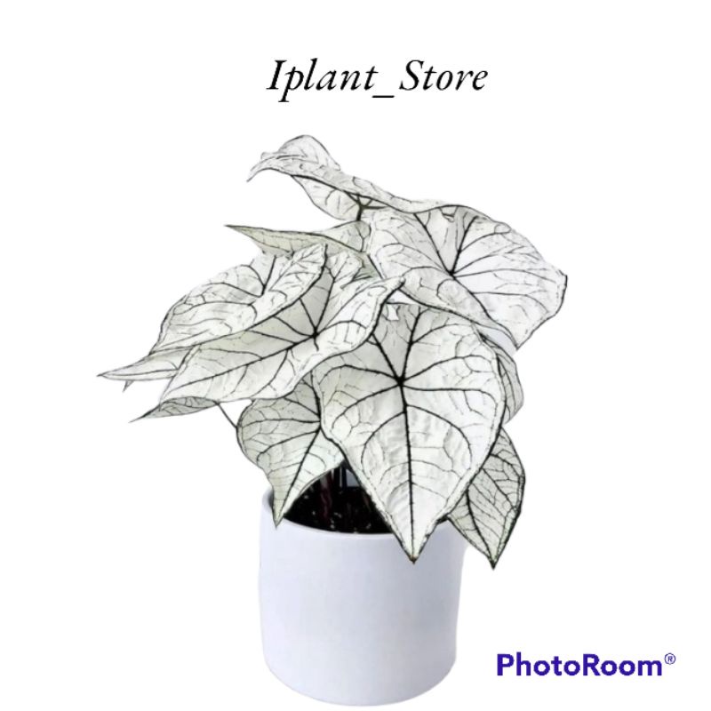 Tanaman hias keladi putih/keladi white/caladium white/tanaman hias hidup/bunga hias hidup
