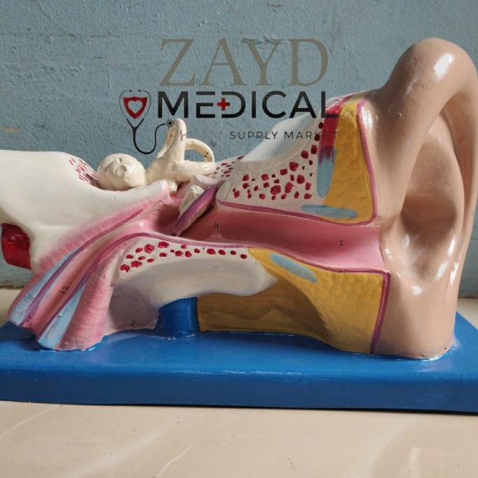 Manikin Model Telinga / Phantom Manikin