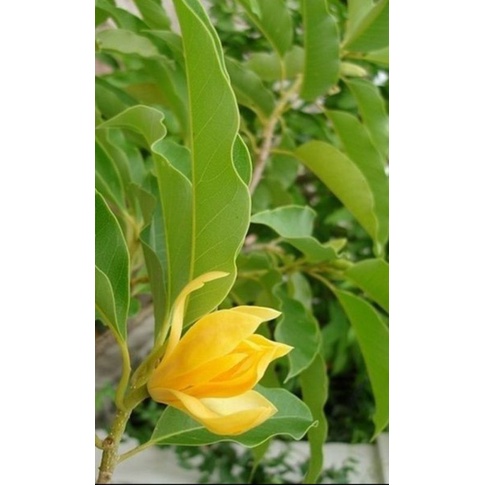 Tanaman asli bunga kantil kuning