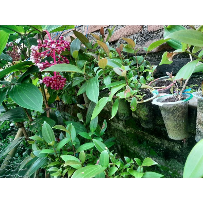 

Bibit Buah Parijoto Asli Gunung Muria Bibit Segar Original