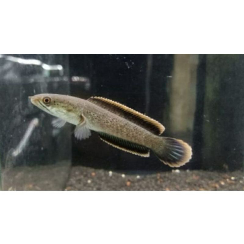 LIMBATA CB|SP LAWU 7-8CM RIM TEBAL OREN ( free pelet )