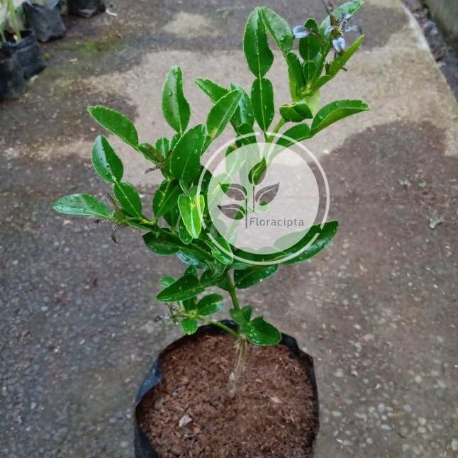 joss Bibit pohon jeruk purut/Tanaman jeruk purut viral