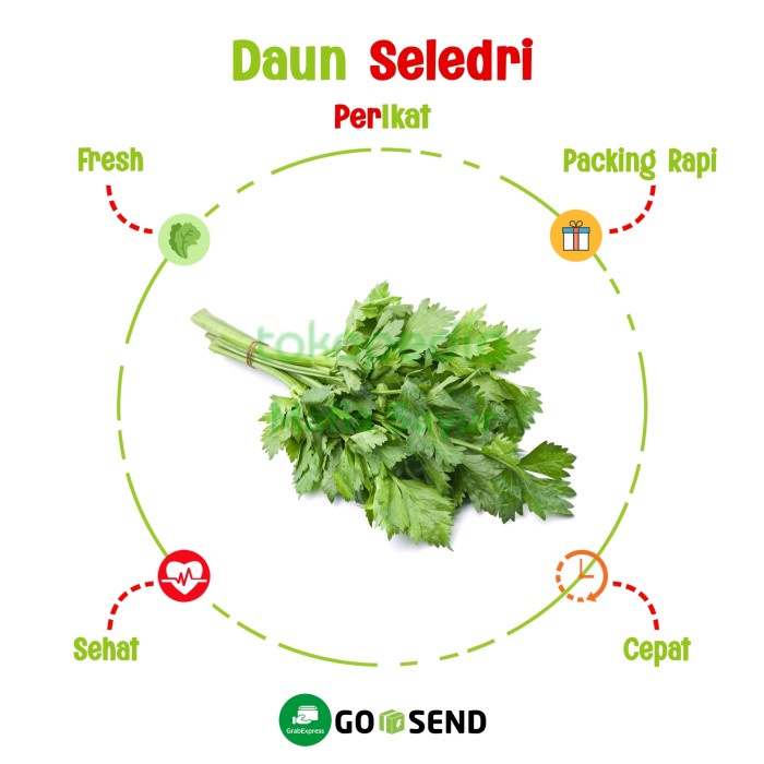 

DAUN SELEDRI / CELERY LEAVES / FRESH VEGETABLE