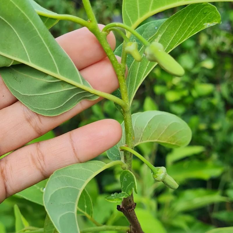 Pupuk Booster Organik Pelebat Buah Srikaya Dan Perangsang Agar Cepat Berbuah