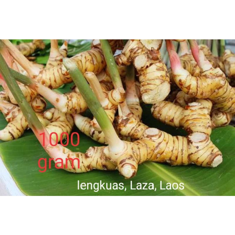 Jual Lengkuas,Lengkoas, Laja, Laos Segar | Shopee Indonesia