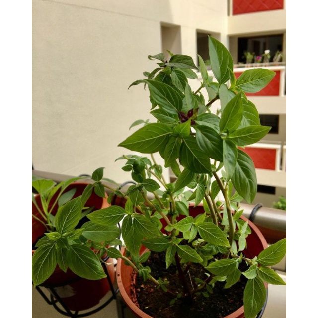 Bibit herbal Kemangi Thailand / thai basil / káu-chàn-thah