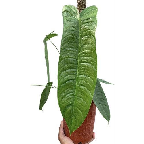 Tanaman Hias Philodendron sharoniae