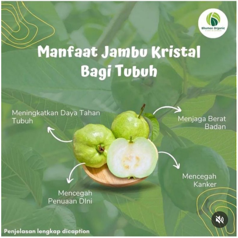 

Jambu Keristal Asli Kebumen