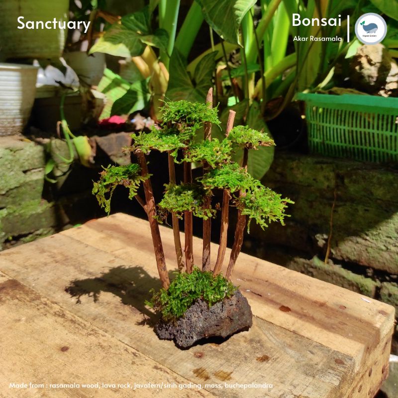 BONSAI SANCTUARY |Bonus Moss |Hiasan Aquascape Akuarium