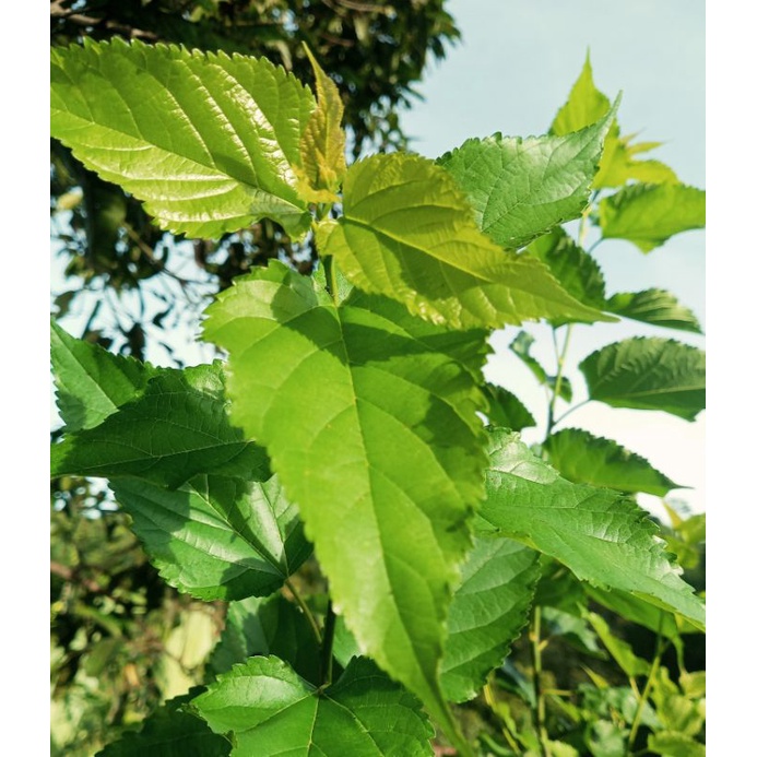 

Daun Murbey segar 500Garam