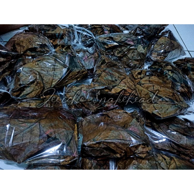 Daun Ketapang Laut Olahan Fermentasi Spesial Super pekat 30 Gram