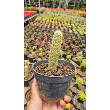 Kaktus Ownroot