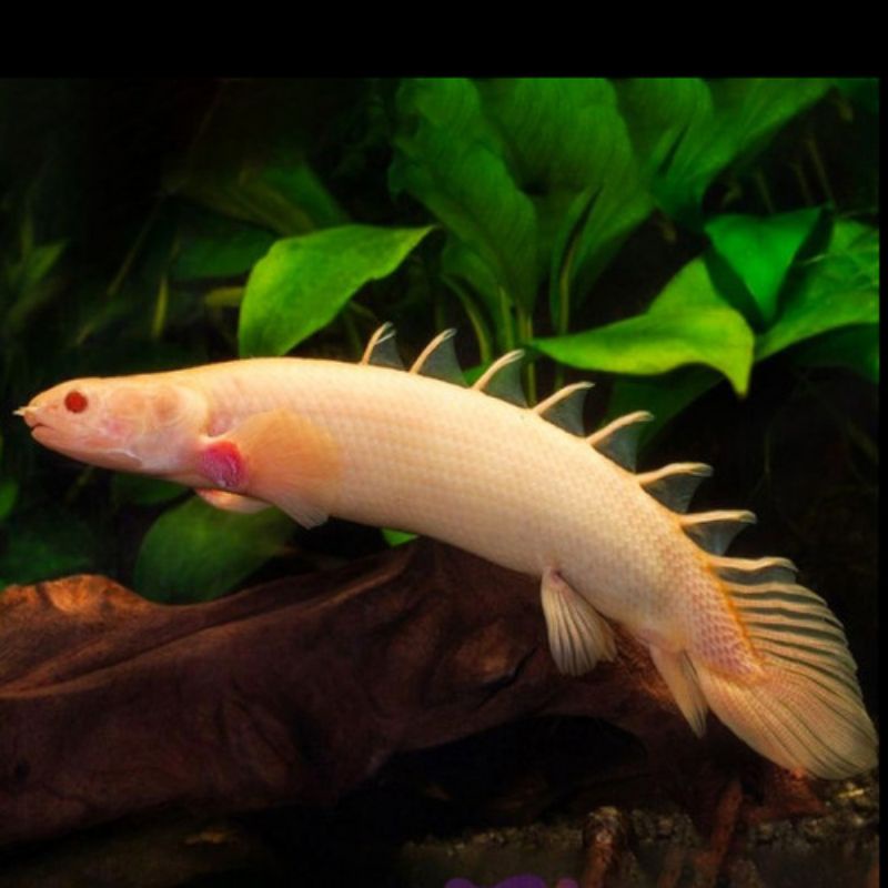 Palmas Albino