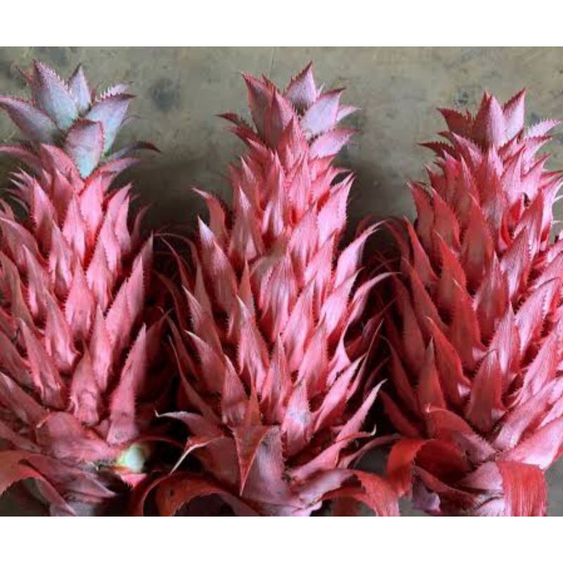 Nanas muda hutan alami