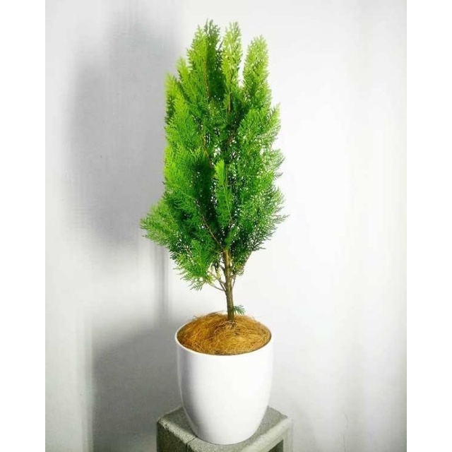 tanaman hias cemara kipas - pohon Cemara kipas - bibit pohon Cemara