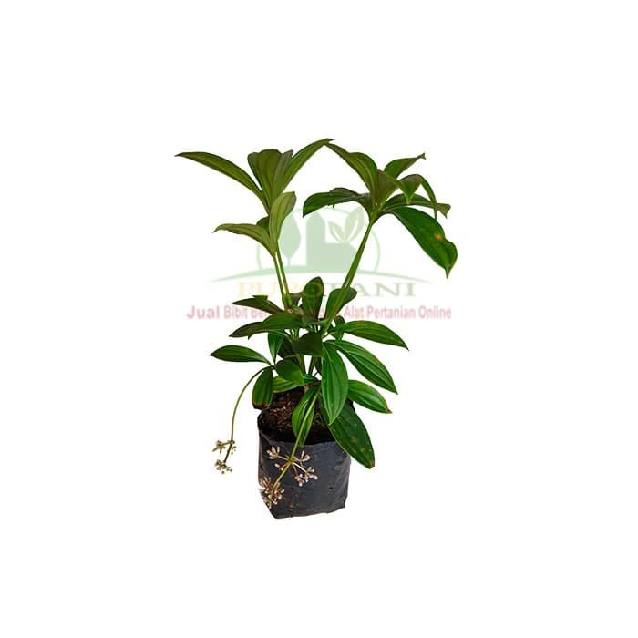 Tanaman pohon parijoto bibit parijoto