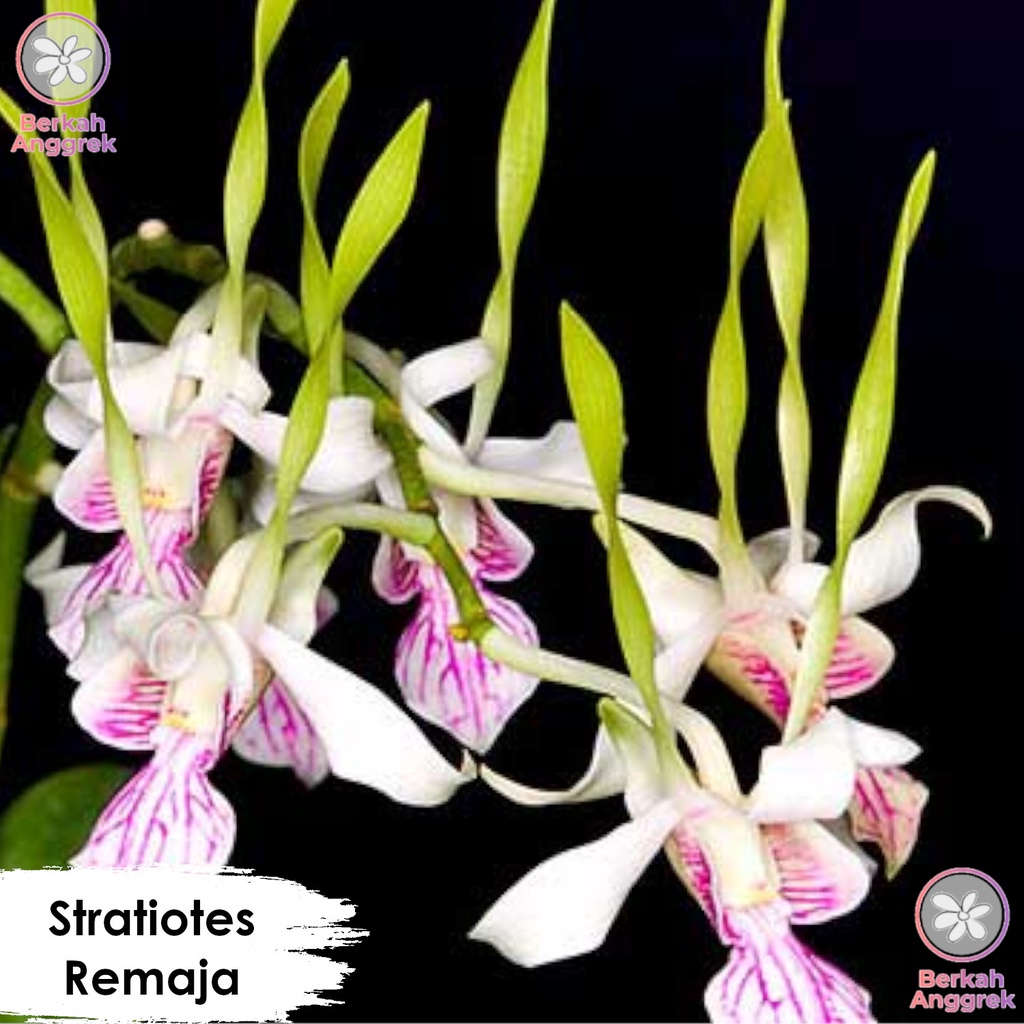 Anggrek Stratiotes Dendrobium Stratiotes Kondisi PraDewasa