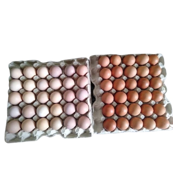 

IO Telur Negeri Kulit Putih / Cream per KG
