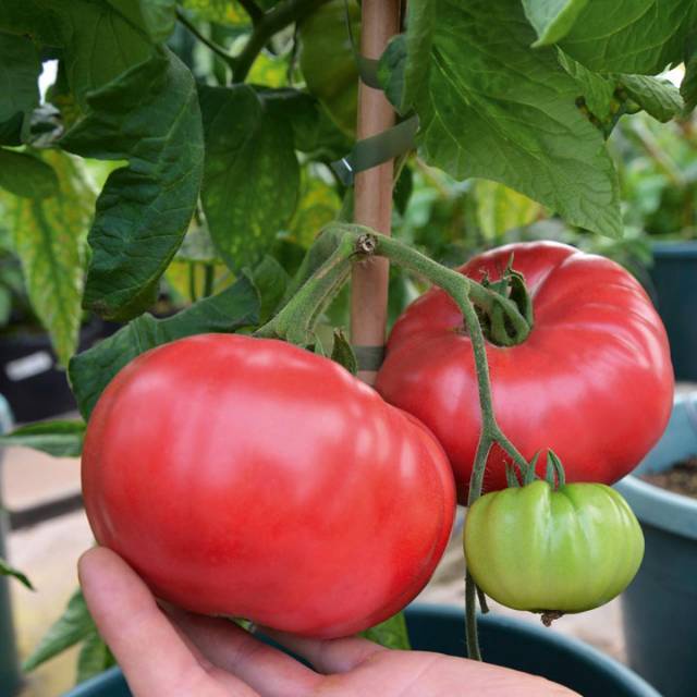 10 Benih Bibit Tomat Beefsteak  Tomat Jumbo (Solanum Lycopersicumsyn)