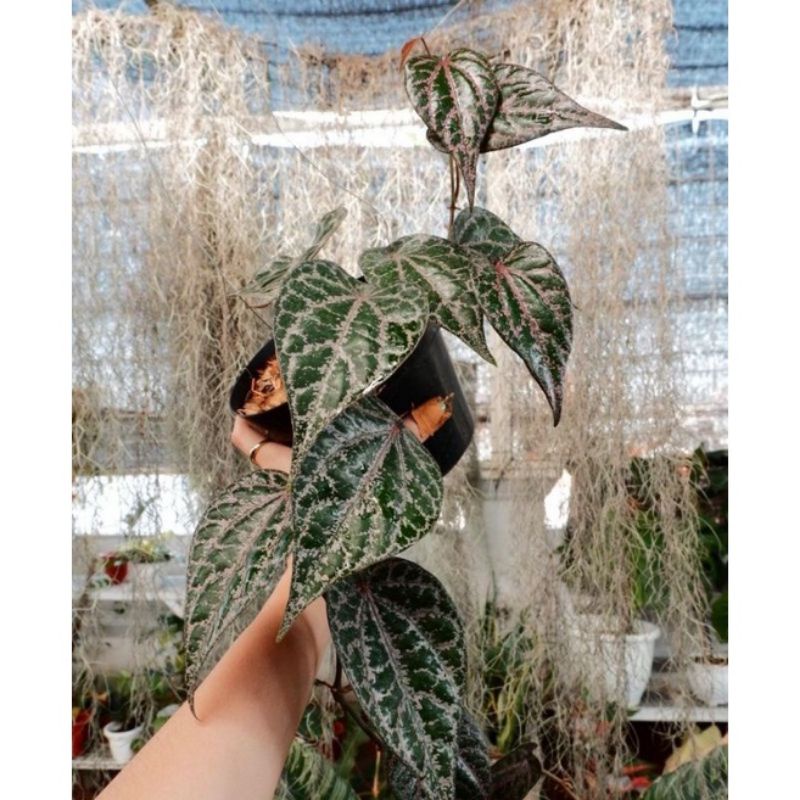 Tanaman Hias Rambat Sirih Merah - Tanaman Hias Hidup Sirih Merah - Pohon Sirih Merah