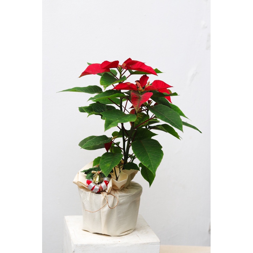 

Ngeboon Kastuba / Poinsettia Christmas Flower Red Medium Size Hampers Tanaman Hidup