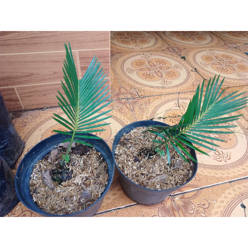 Tanaman hias sikas/tanaman hias bibit sikas