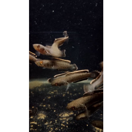 Limbata Cb asli Cermai Kuningan Jabar Size 3-4cm Rim Tebal-Tebal