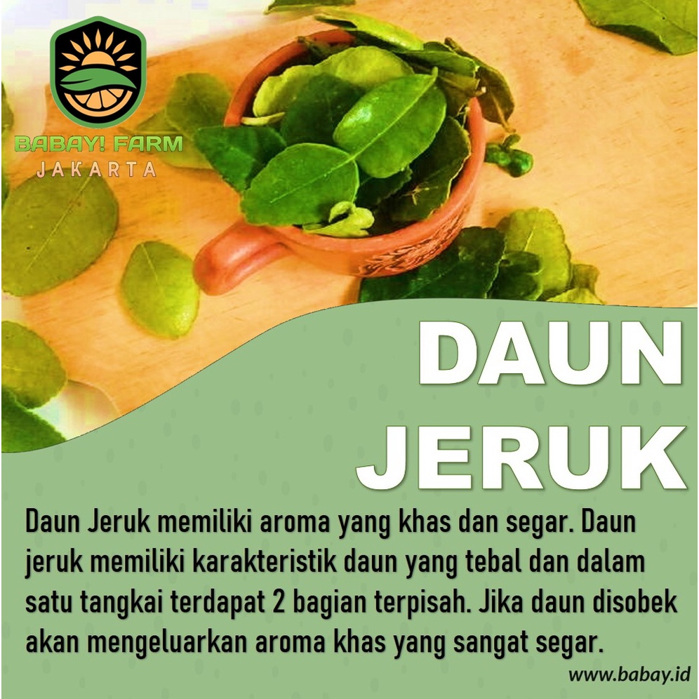 

Daun Jeruk 100 Gr