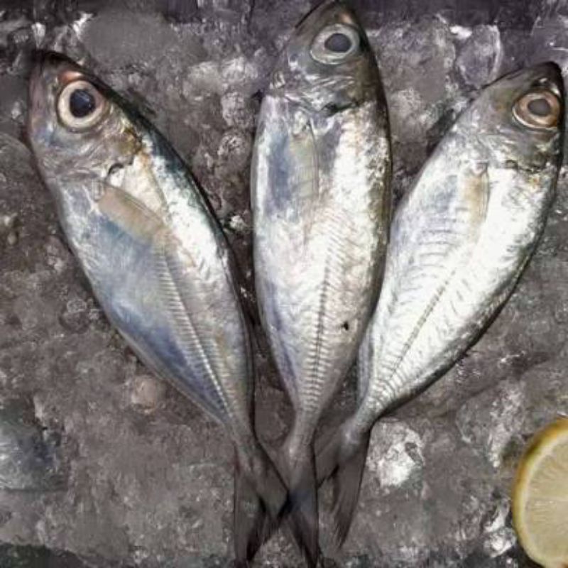 

Ikan Kembung Mata Belo