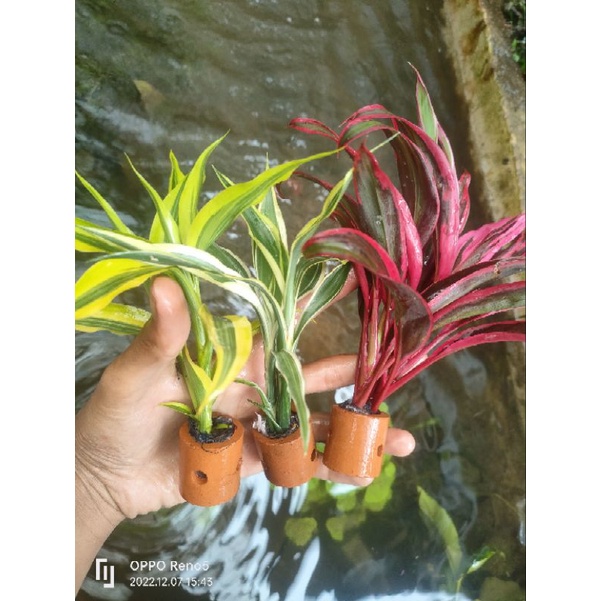 bambu air/sirih rezeki tanaman aquascape