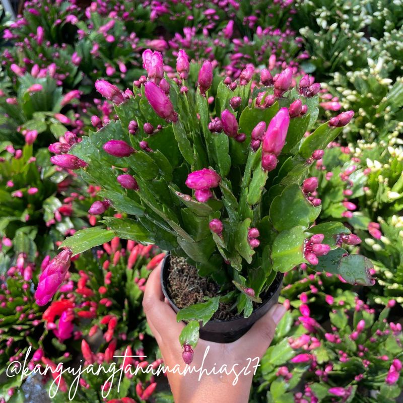 TANAMAN HIAS HIDUP KAKTUS KEPITING WIJAYA KUSUMA