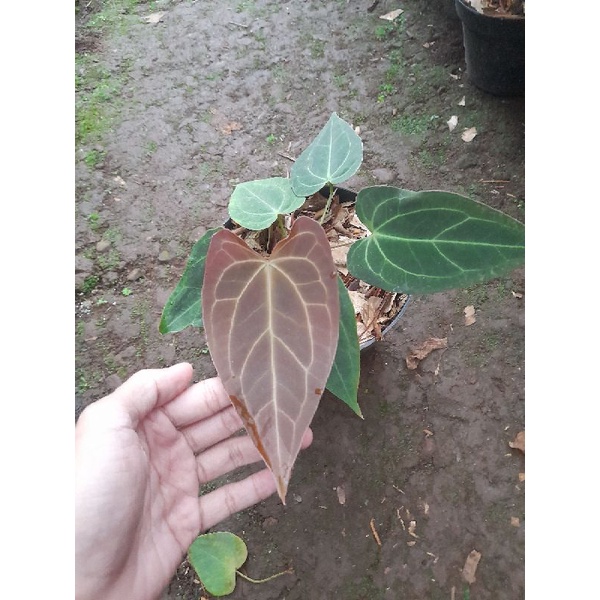 anthurium papilaminum x magnificum