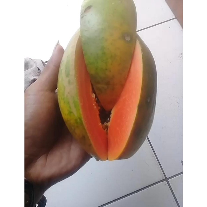 

PEPAYA MANIS / PEPAYA SEGAR / BERKUALITAS