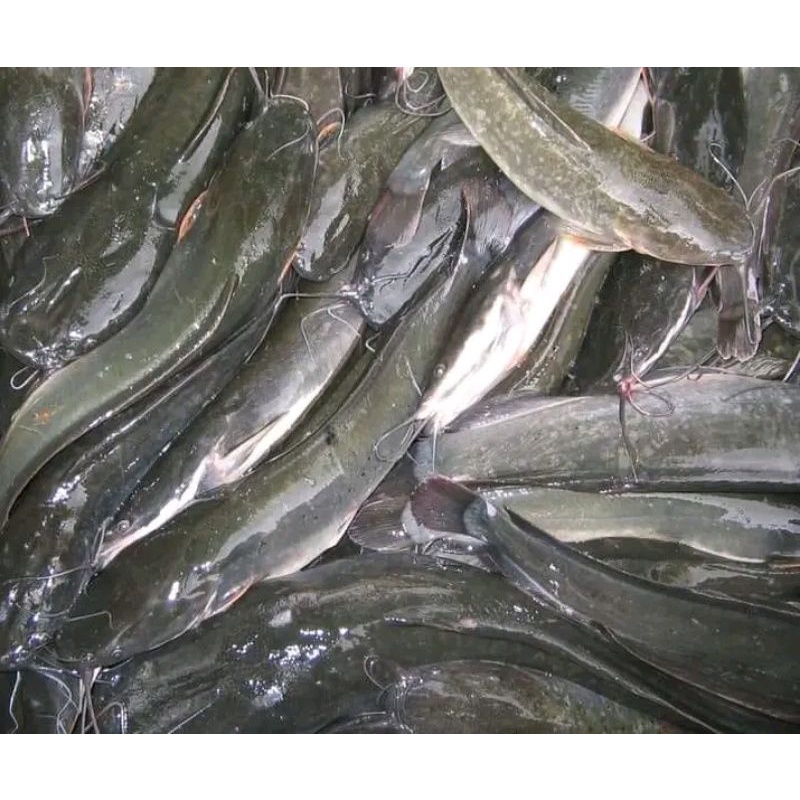 

ikan lele segar lele bersih utuh fresh 1kg