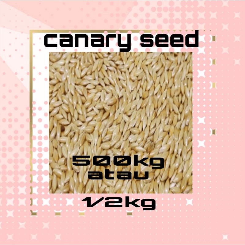 canari seed 500gram pakan canary sit burung kenari sed curah