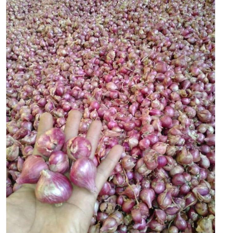 

SERBA MURAH bawang merah Probolinggo 1kg ☭ 851