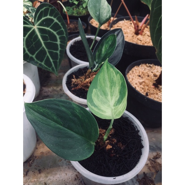 Scindapsus Treubii Moonlight Variegata