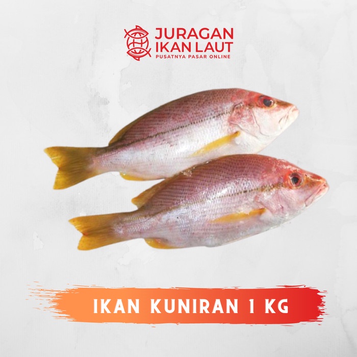 

Ikan Kuniran Ekor Kuning Segar Berkualitas - 1 Kilogram