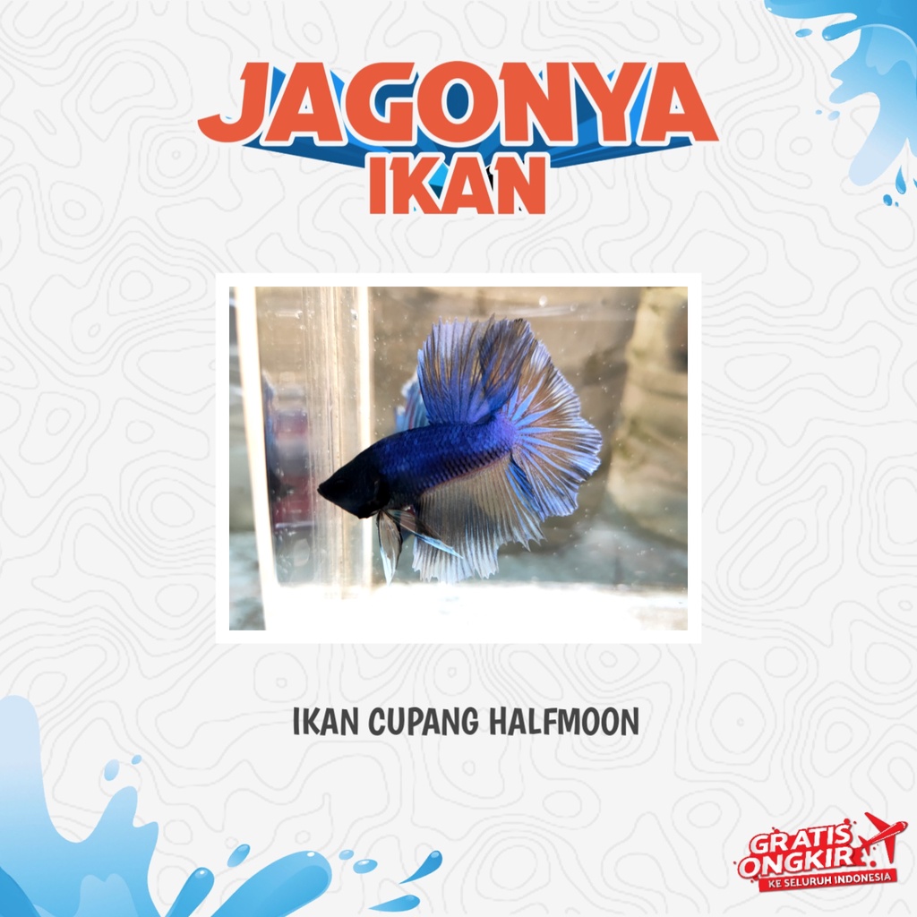 Ikan Hias Cupang Halfmoon / HM Ekor Lebar