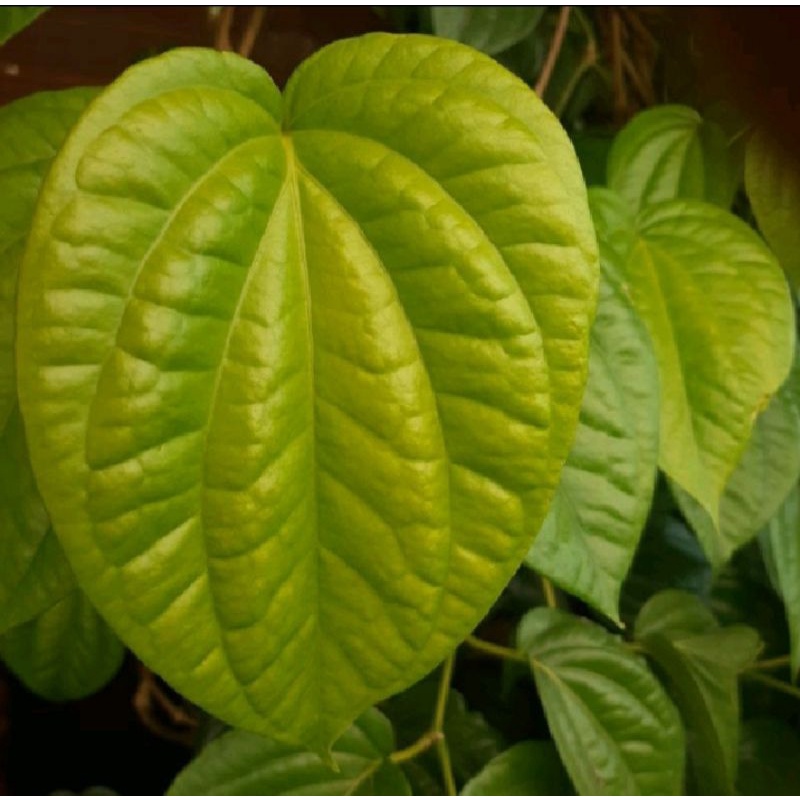 SIRIH HIJAU |SIRIH MEDAN JUMBO|OBAT HERBAL( FRESH )